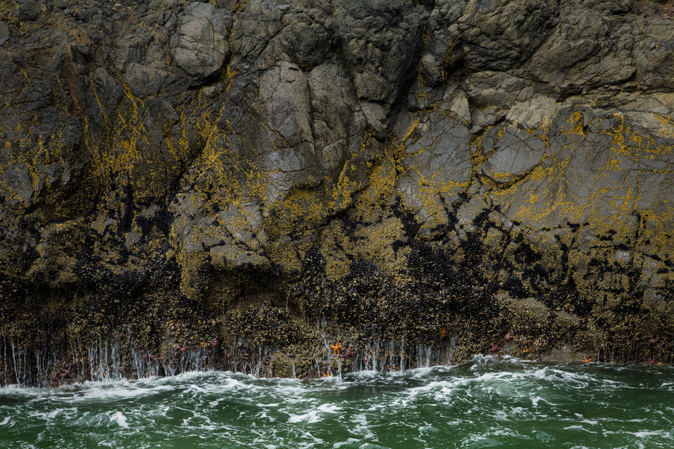 Cape Perpetua - Starfish