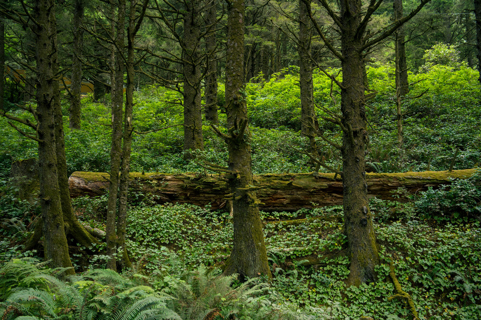 Heceta Head Lighthouse - Crisscrossed Trees