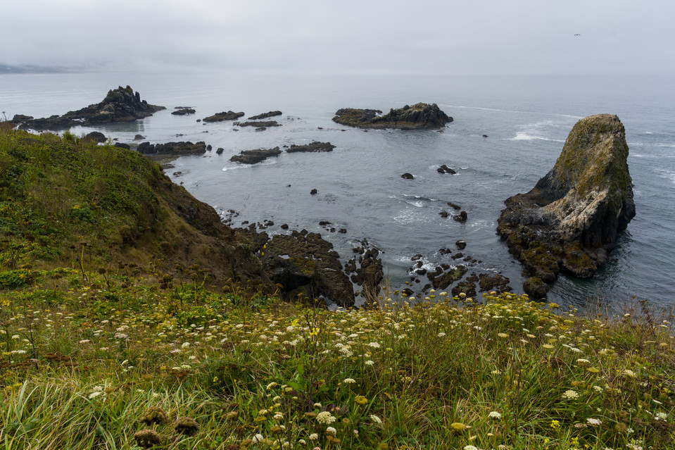 Yaquina Head Lighthouse - Wildflowers on the Coast