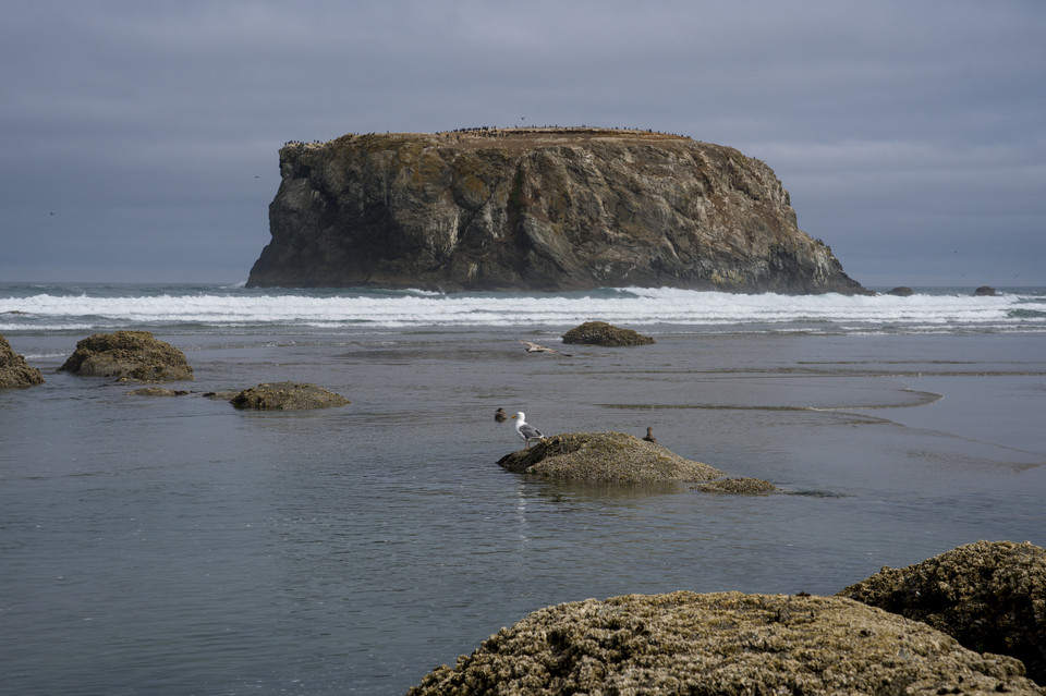 Bandon - Birds at Table Rock