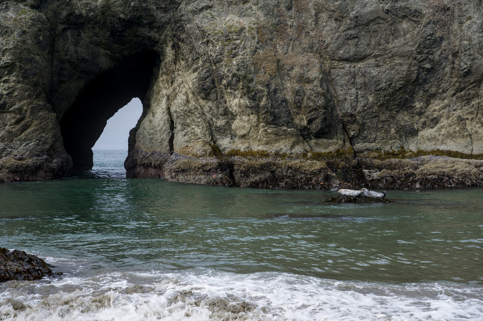 Bandon - Harbor Seals at Elephant Rock