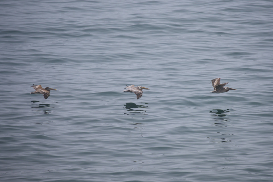 Cape Arago - Brown Pelicans in Flight