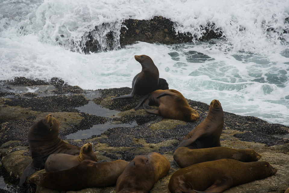 Cape Arago - Sea Lions III