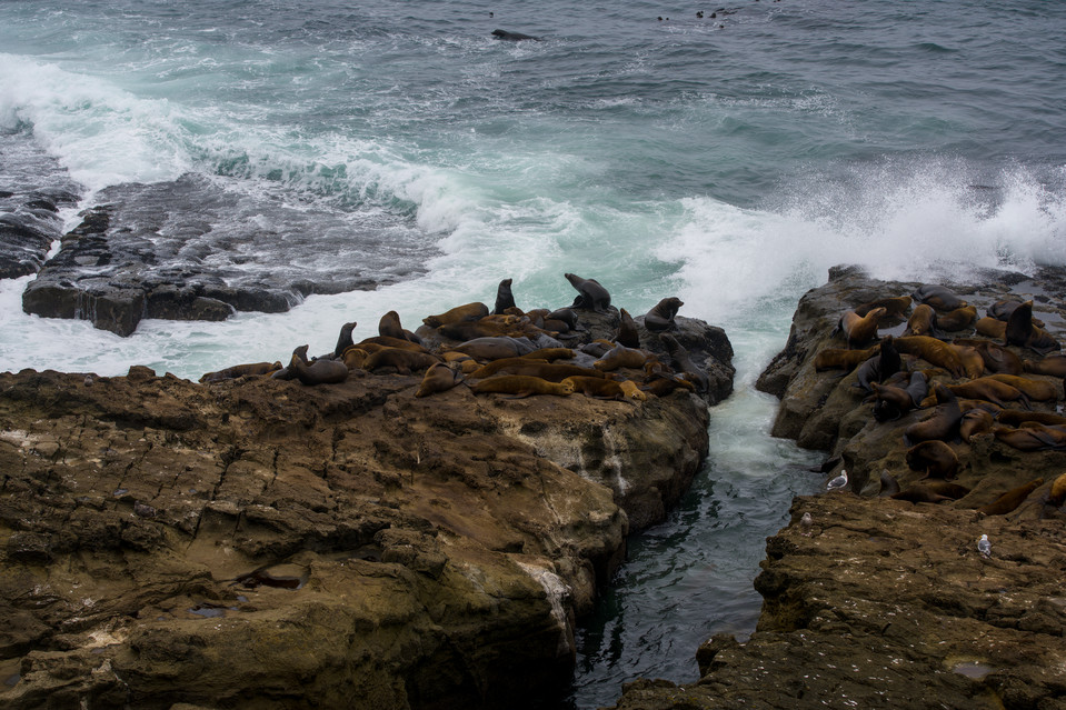 Cape Arago - Sea Lions II