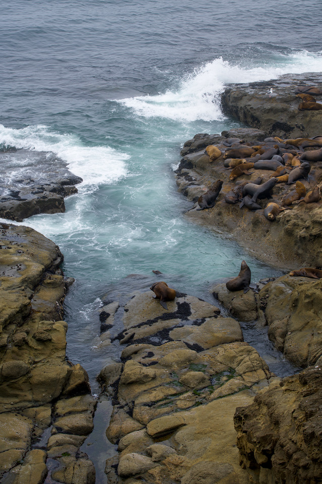 Cape Arago - Sea Lions IV