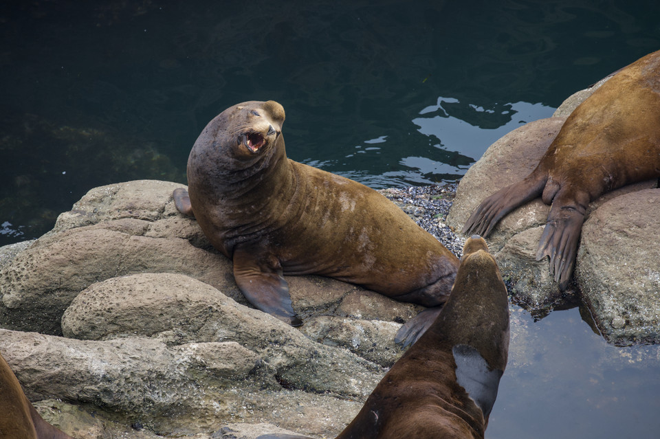 Cape Arago - Sea Lions I