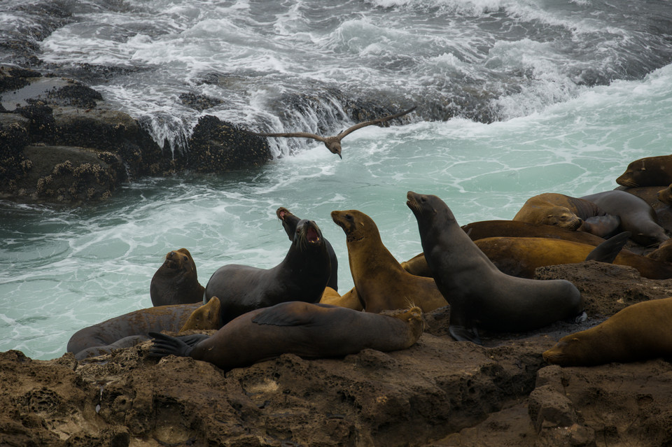 Cape Arago - Shearwater and Sea Lions