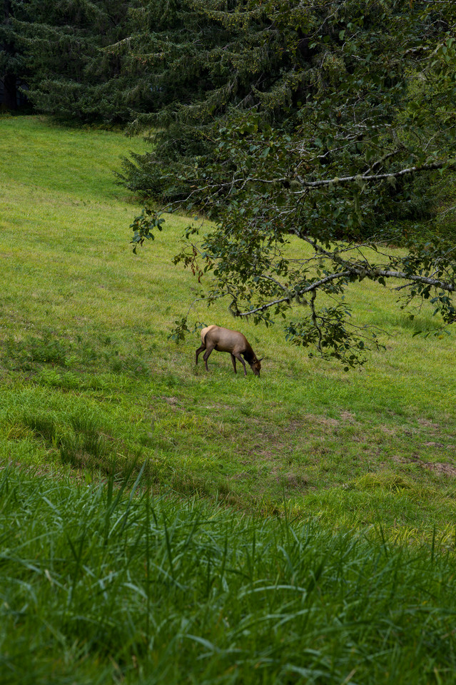 Crescent Head - Grazing Elk