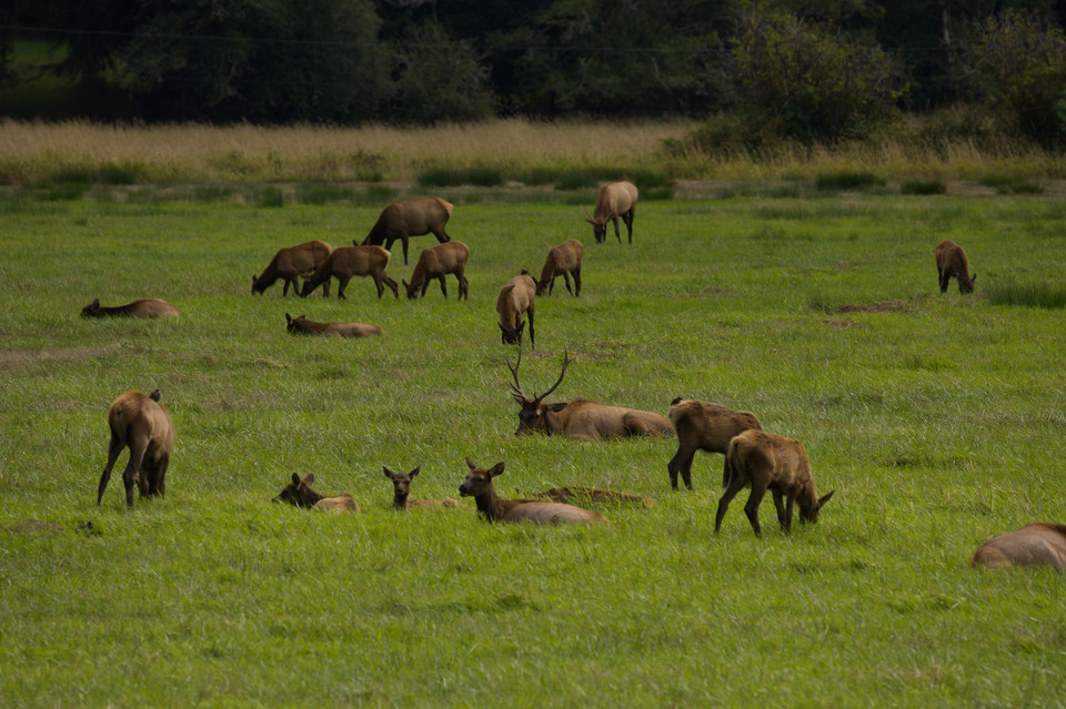 Dean Creek - Elk Herd