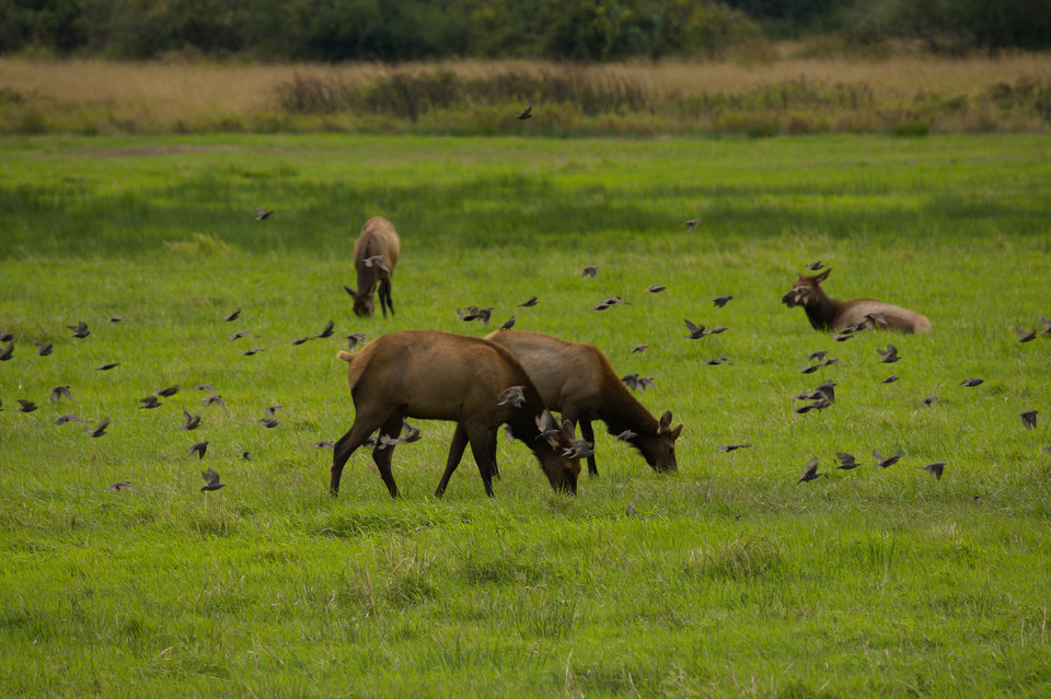 Dean Creek - Flying Past Elk