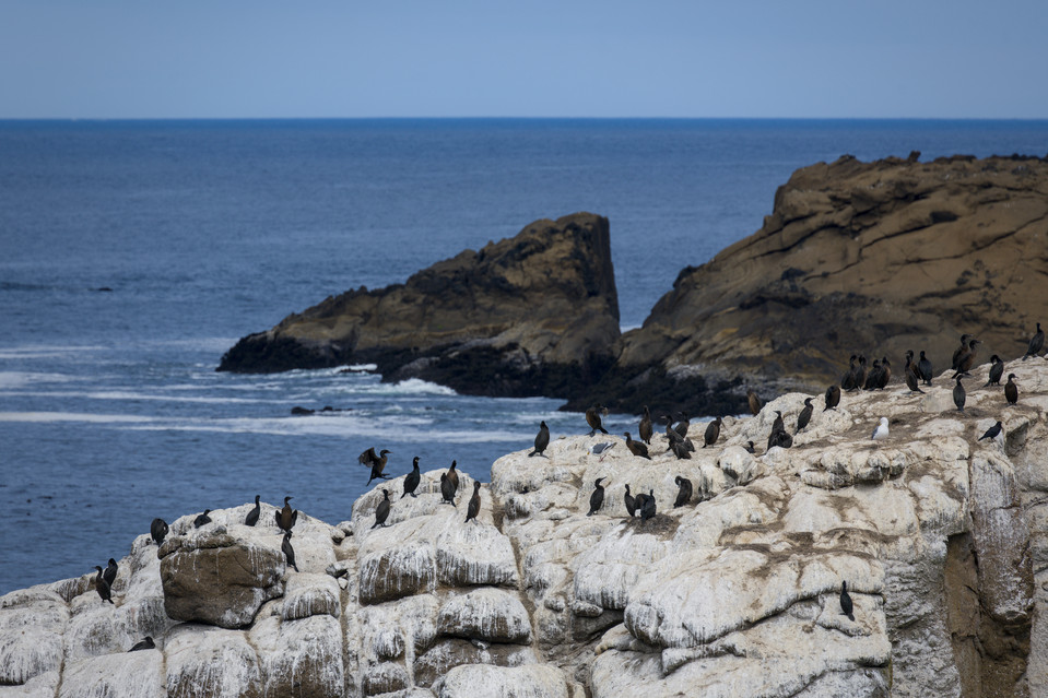 Depoe Bay - Cormorants at Pirate Cove