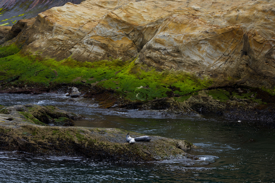 Depoe Bay - Harbor Seals at Pirate Cove