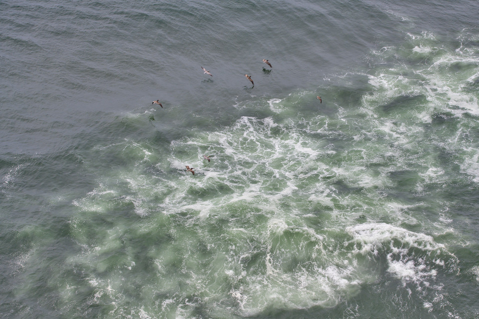 Heceta Head - Brown Pelicans