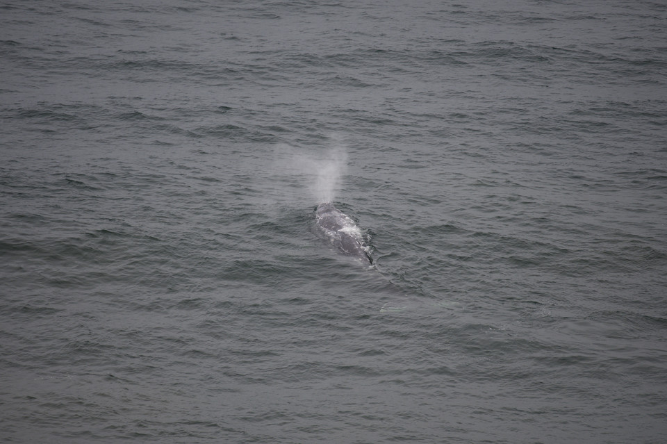 Heceta Head - Spouting Blue Whale