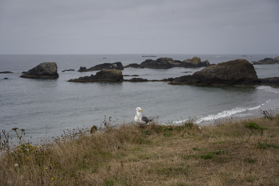 Seal Rock - Seagull at Little Creek Cove
