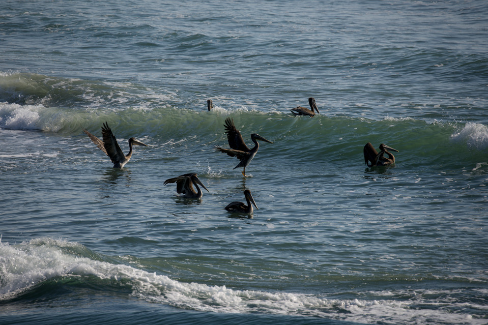 Smith River Passage - Brown Pelicans I