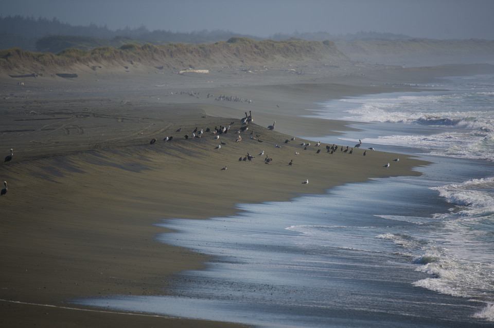 Smith River Passage - Seabirds and Waves