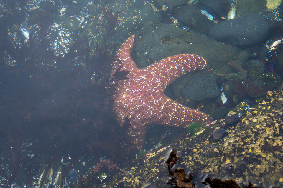 Yaquina Head Lighthouse - Starfish