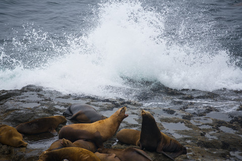 Pacific Coast 2025 - Part 3 - Wildlife