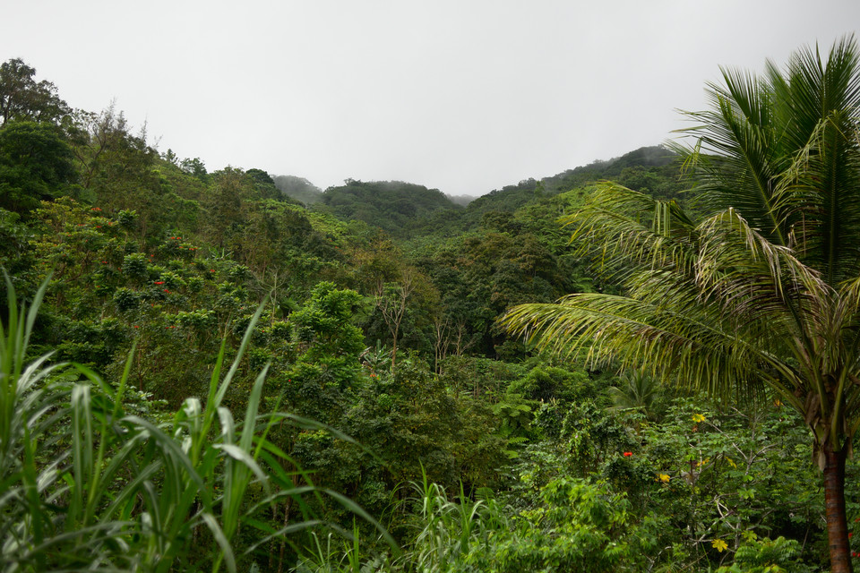 Carite Rainforest - Dense Vegetation