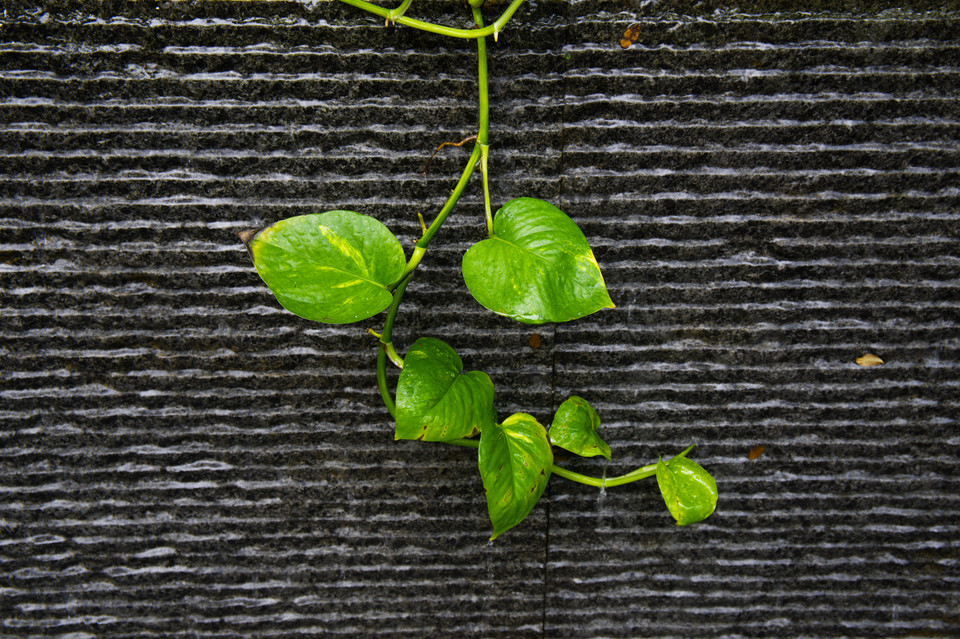 Civic District - Vines on Stone