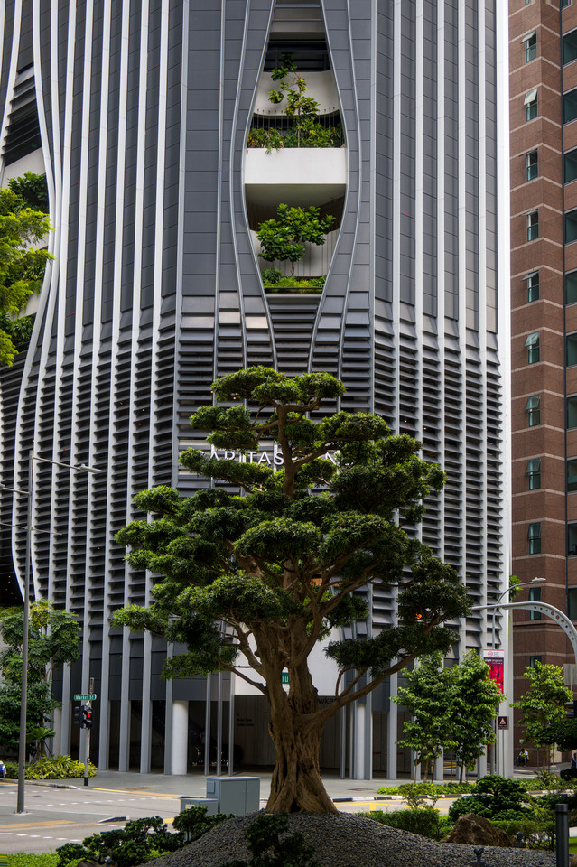 Downtown - Bonsai