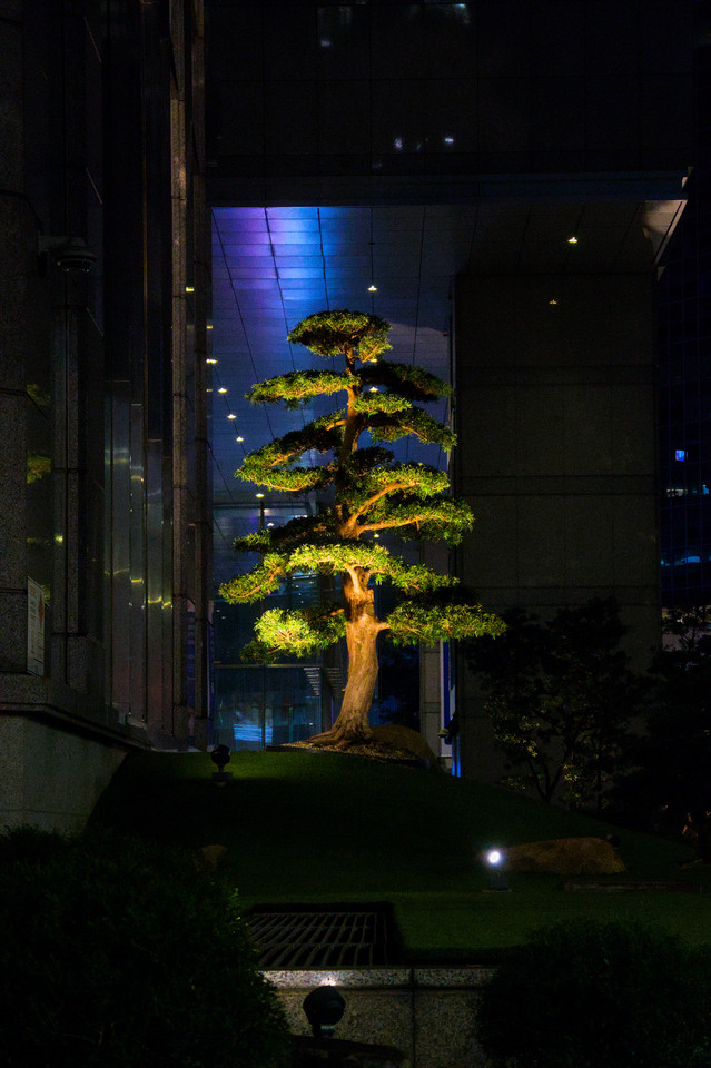 Downtown - Illuminatead Bonsai