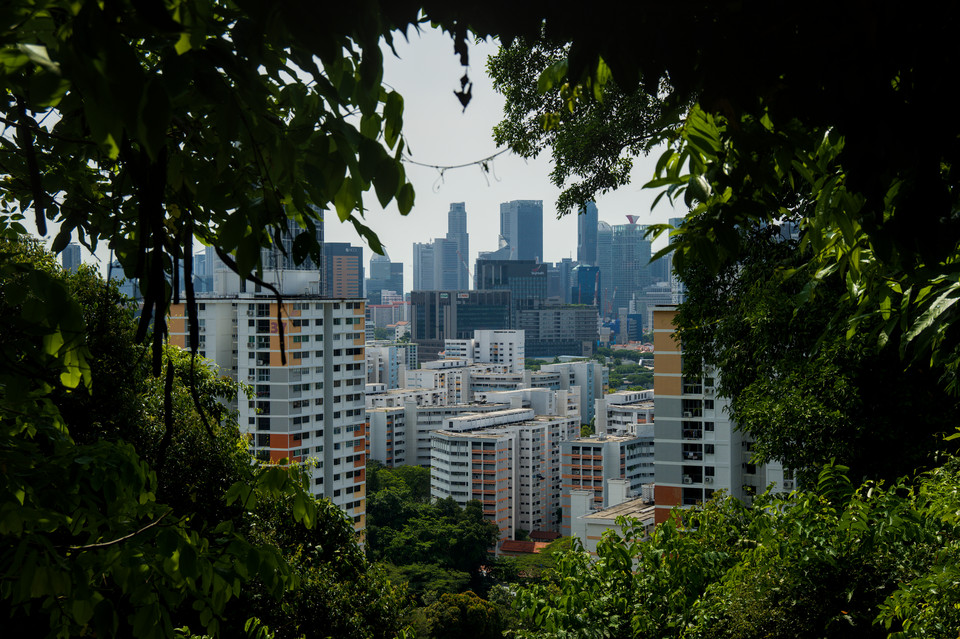 Faber Point - Foliage Window