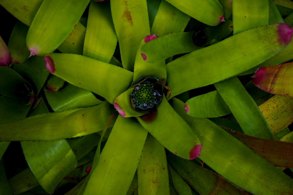 Botanic Gardens - Neoregelia Bromeliad