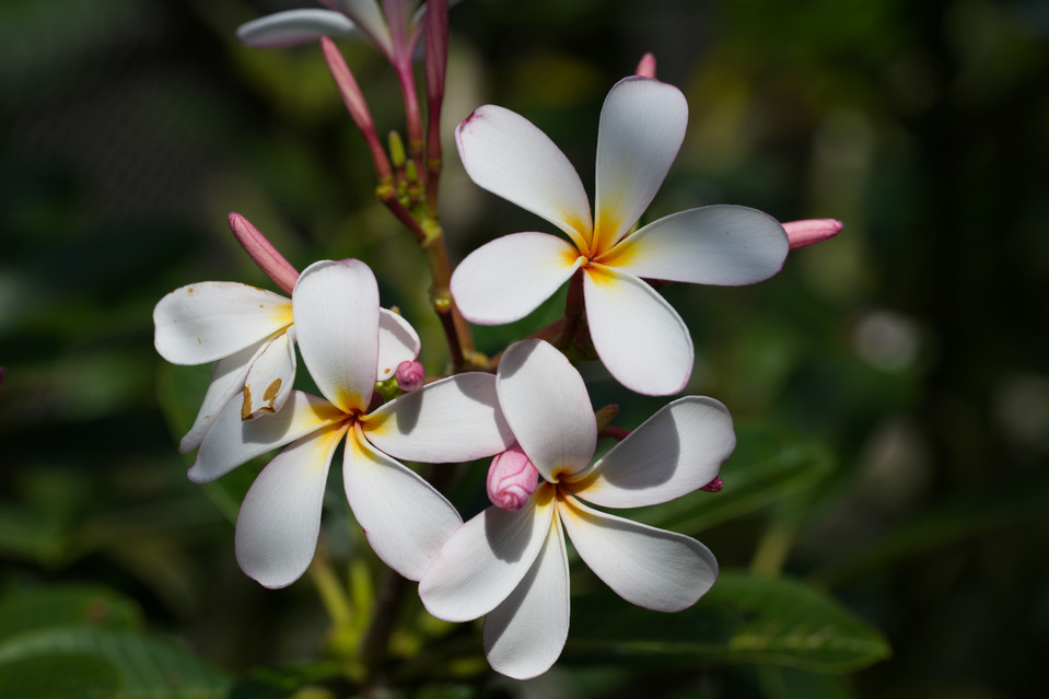 Botanic Gardens - Plumeria