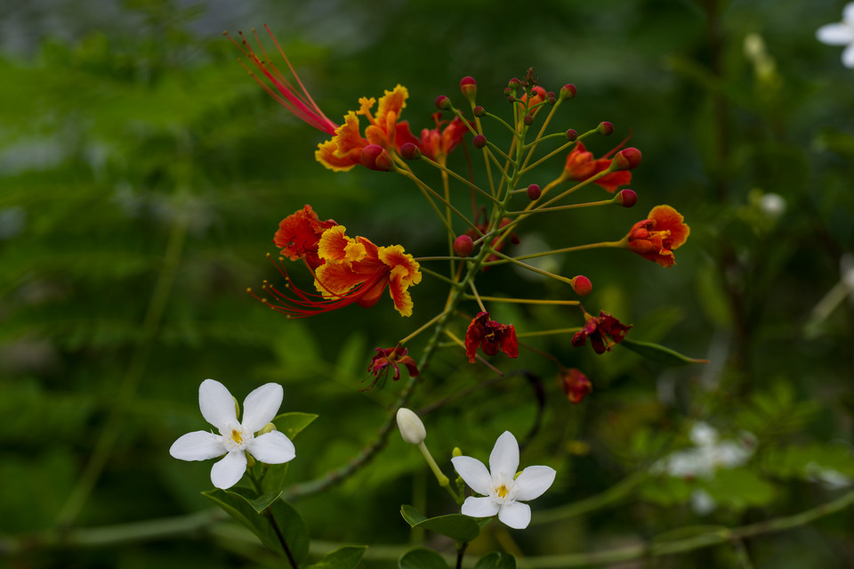 Botanic Gardens - Poinciana and Jasmine