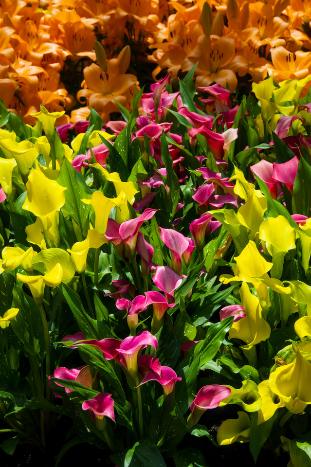 Flower Dome - Bouquet