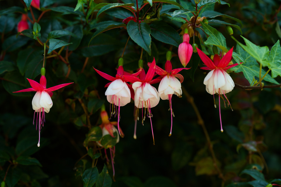 Flower Dome - Fuschia
