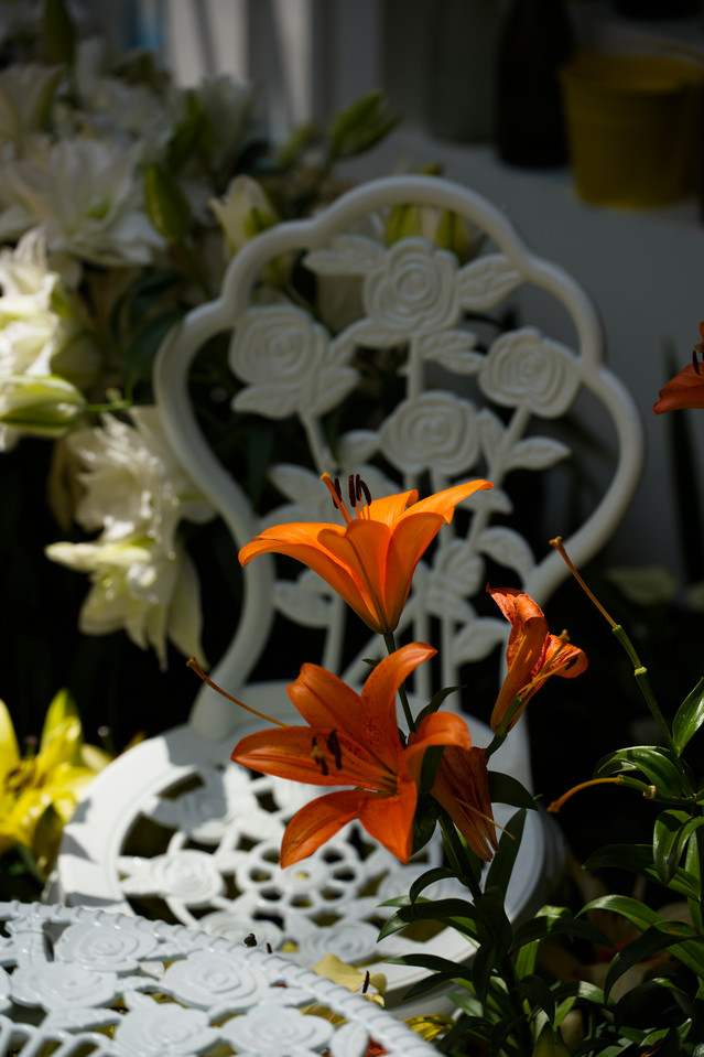 Flower Dome - Orange Lily