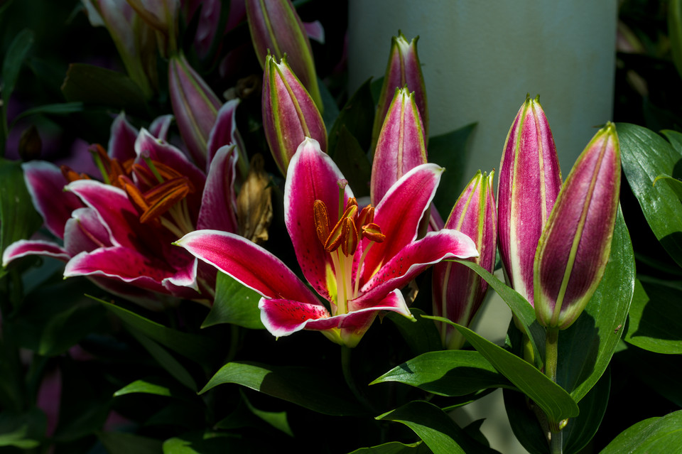 Flower Dome - Oriental Lily