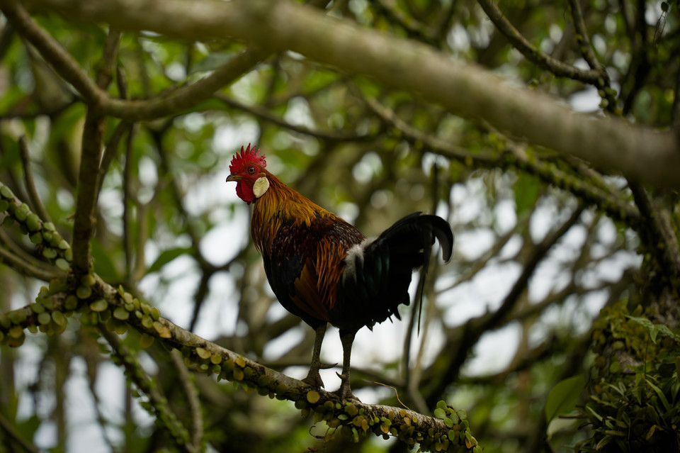 Gardens by the Bay - Chicken in the Branches