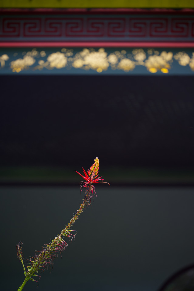Gardens by the Bay - Flame Bromeliad