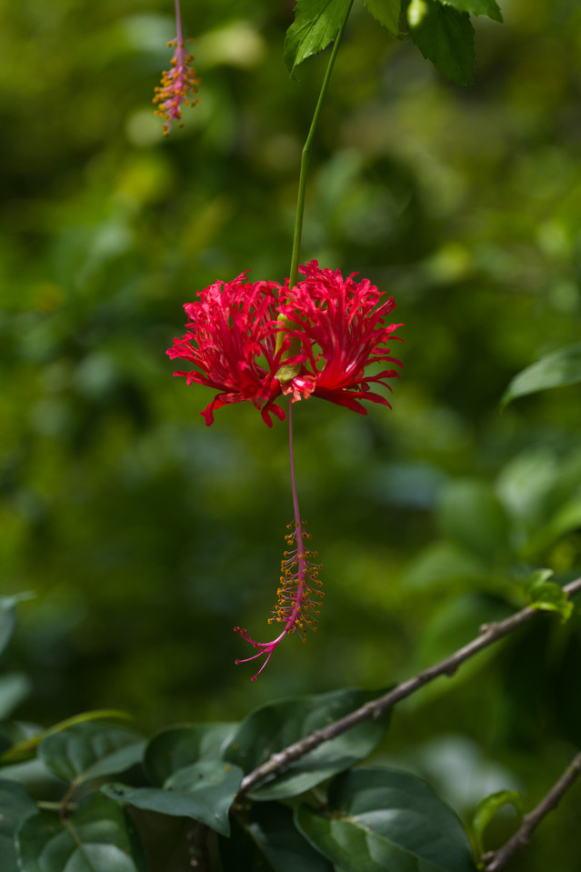 Gardens by the Bay - Hibiscus