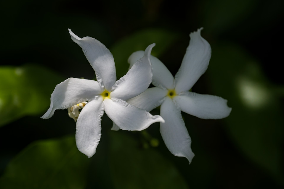 Gardens by the Bay - Jasmine