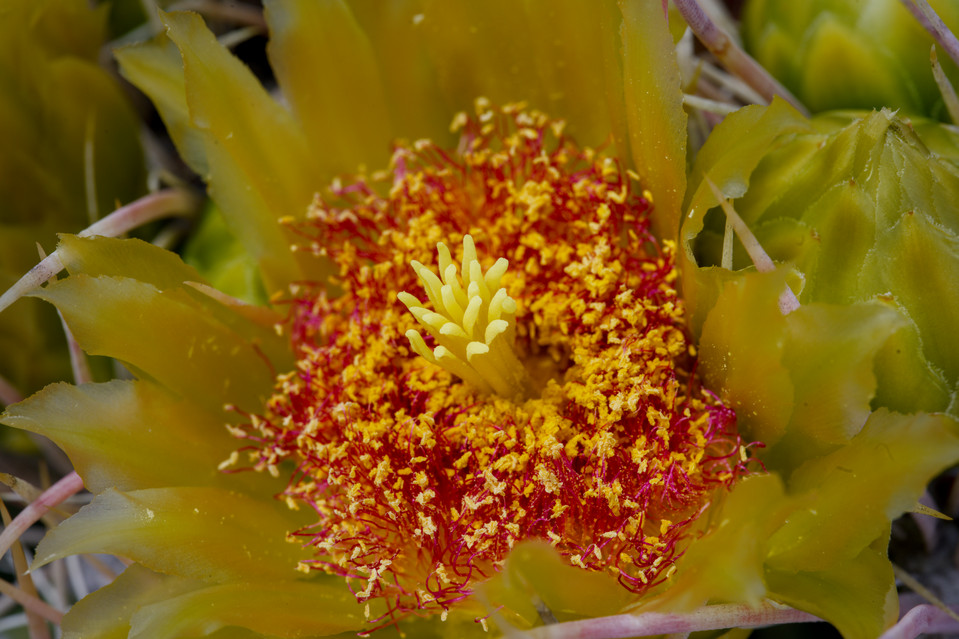 Anza Borrego Desert   Cactus Flower thumb