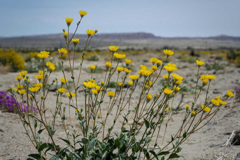 Anza-Borrego Desert - Desert Sunflowers