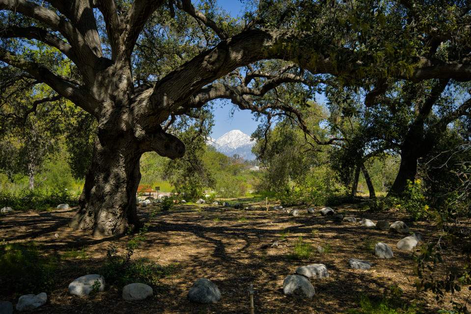 California Botanic Garden - Great Oak
