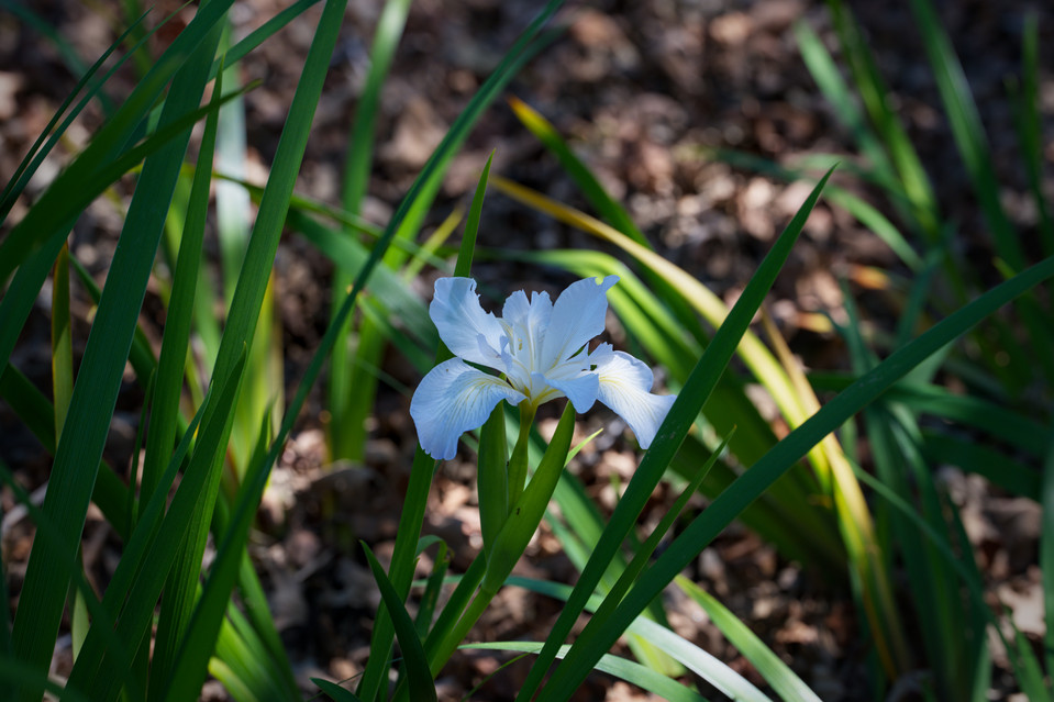 California Botanic Garden - Iris in Shade