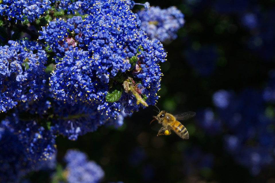 California Botanic Garden - Pollination