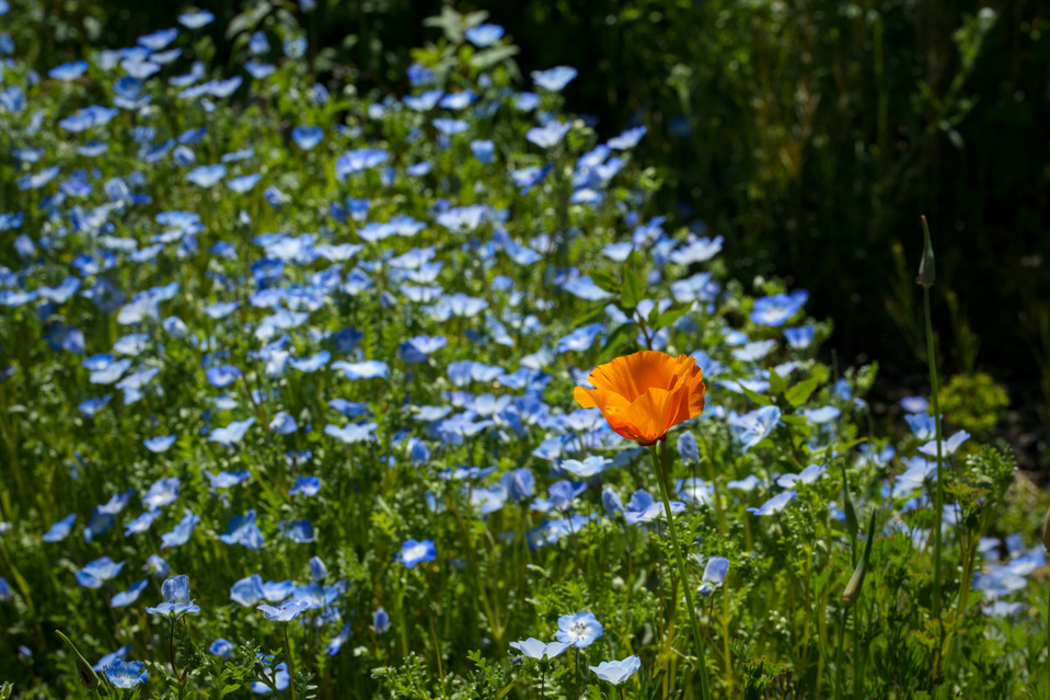 California Botanic Garden - Poppy Amongst Baby Blue Eyes