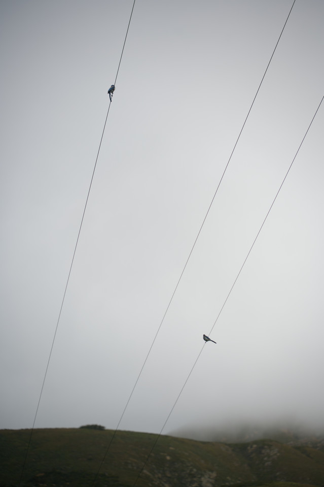 Point Buchon - High Wire Birds