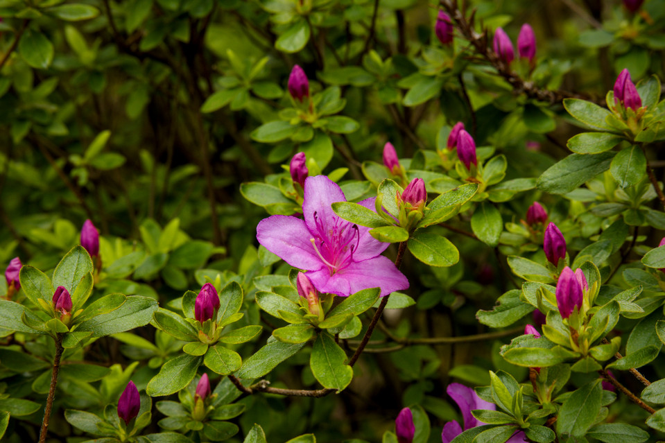 Hakone Gardens - Azaleas