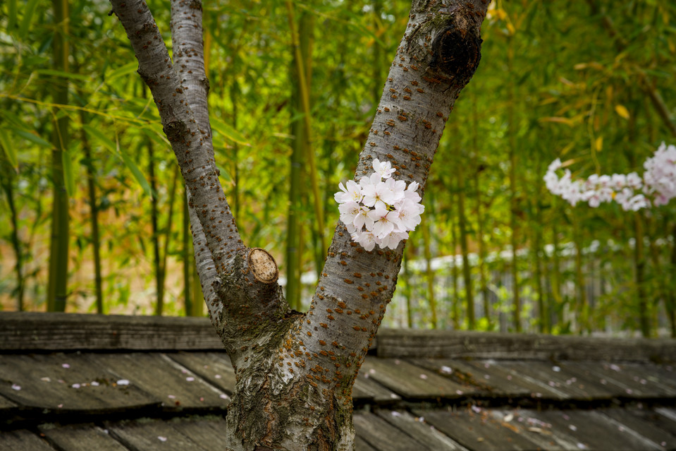 Hakone Gardens - Cherry Blossoms II