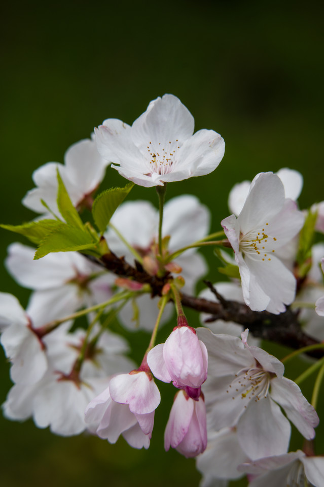 Hakone Gardens - Cherry Blossoms I
