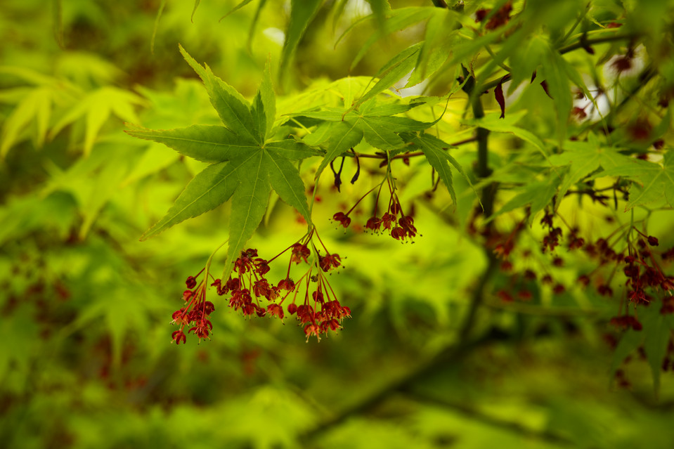 Hakone Gardens - Maple Leaves II